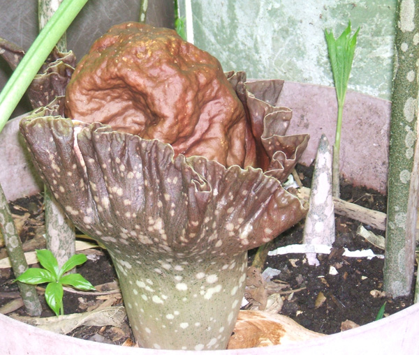 Amorphophallus paeoniifolius "Voodoo Lily"